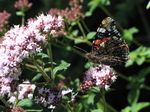 SX19985 Red Admiral (Vanessa atalanta) butterfly.jpg